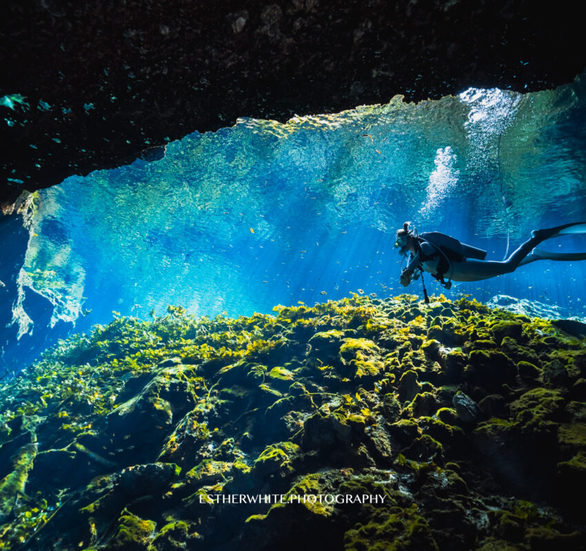Private Cenote Diving & Underwater Photography Tour